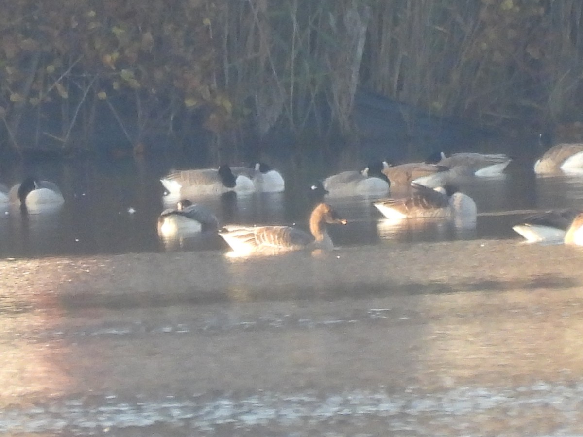 Tundra Bean-Goose - ML644942356