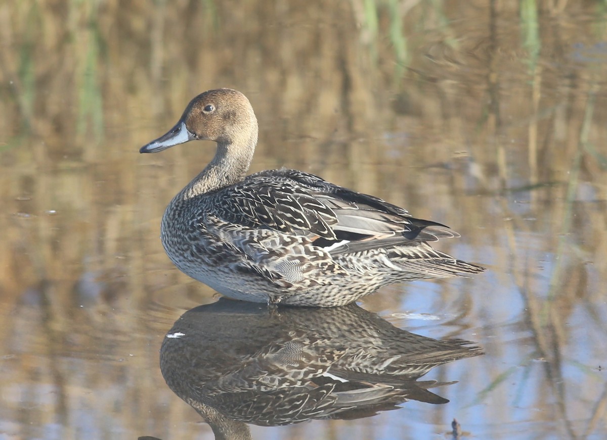 Шовтгор алаг нугас - ML644942373