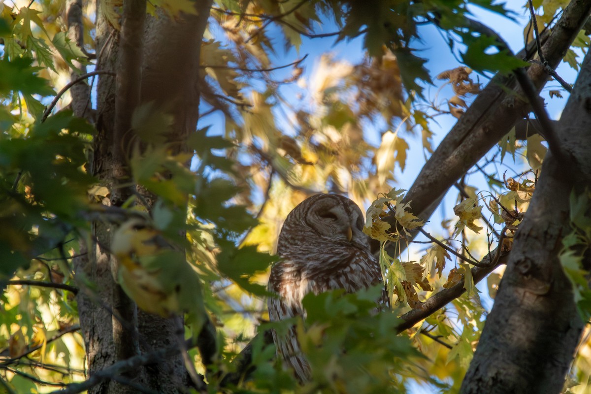 Barred Owl - ML644942375
