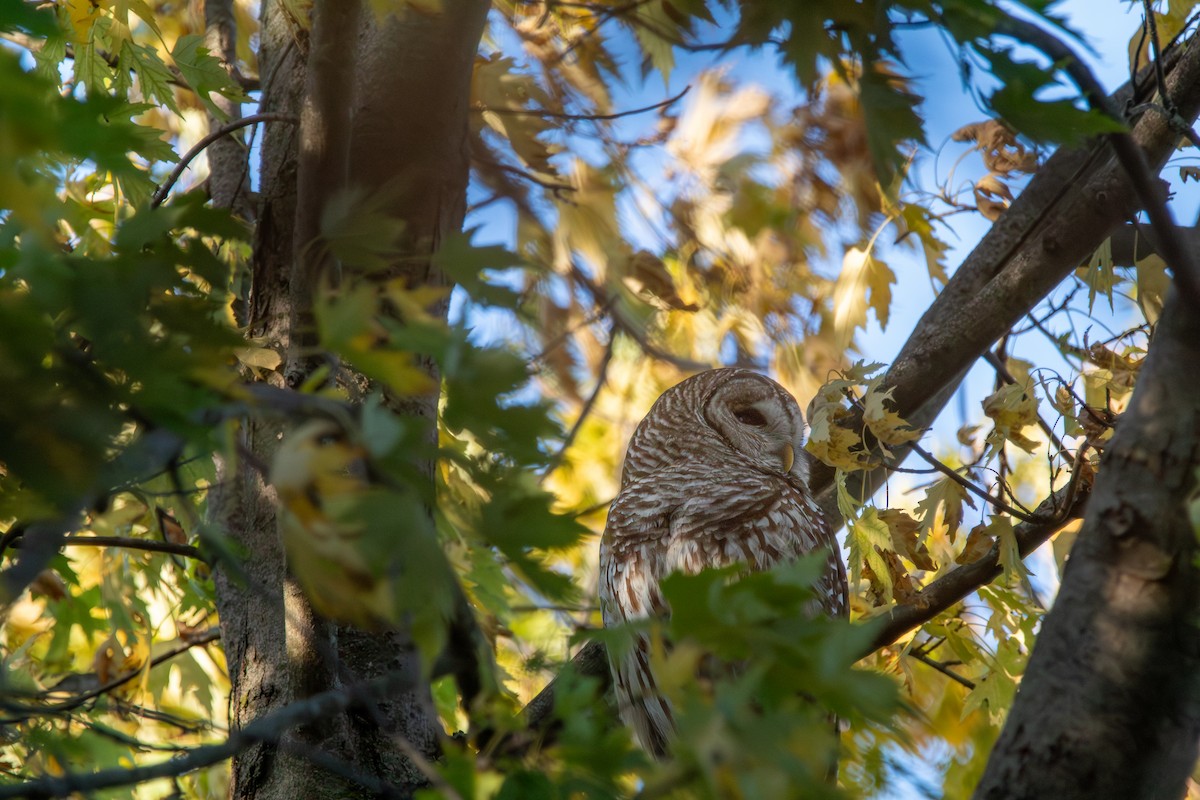 Barred Owl - ML644942376