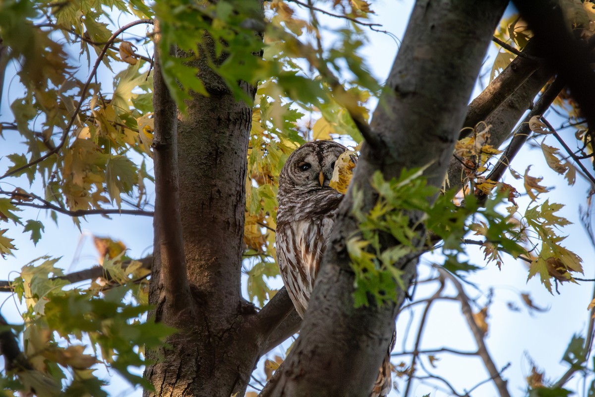 Barred Owl - ML644942377