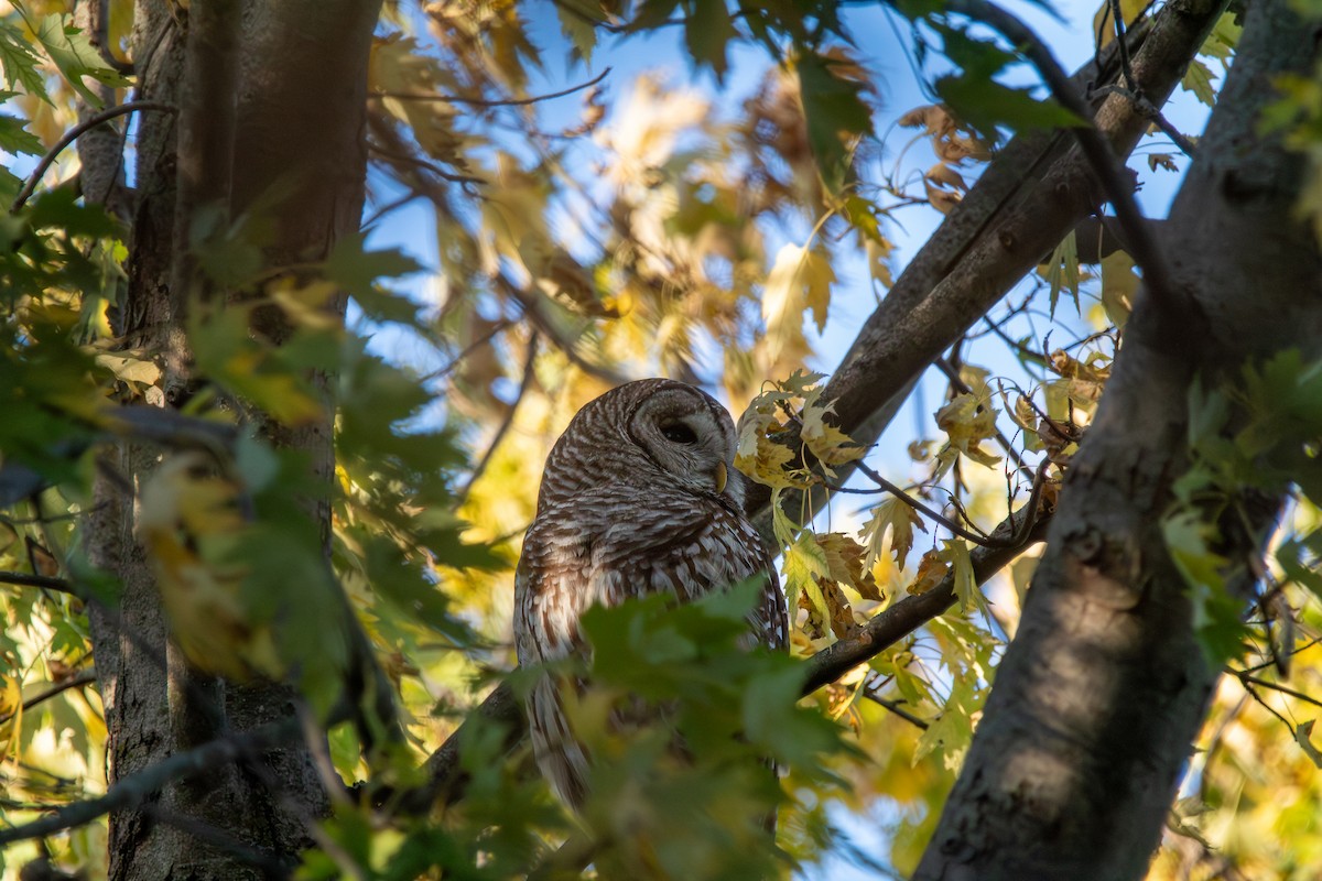 Barred Owl - ML644942378