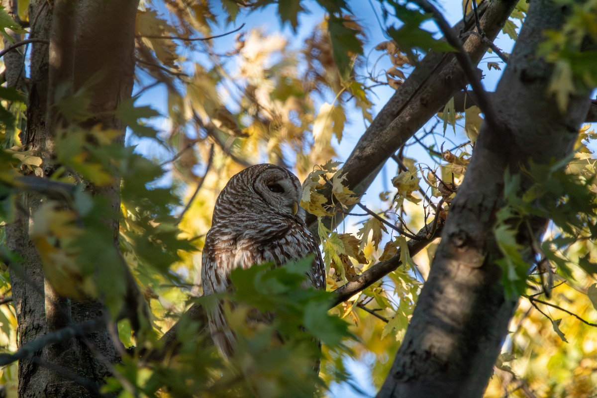 Barred Owl - ML644942379
