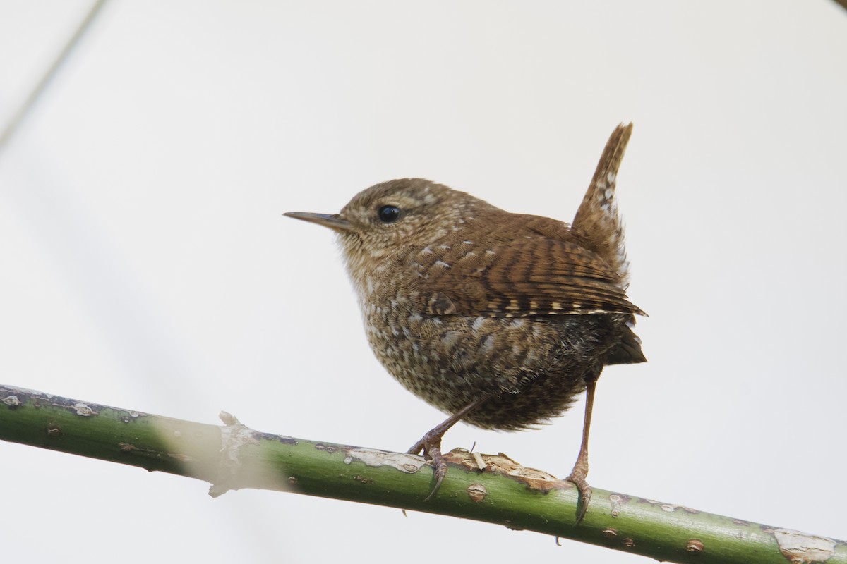 Winter Wren - ML644942382