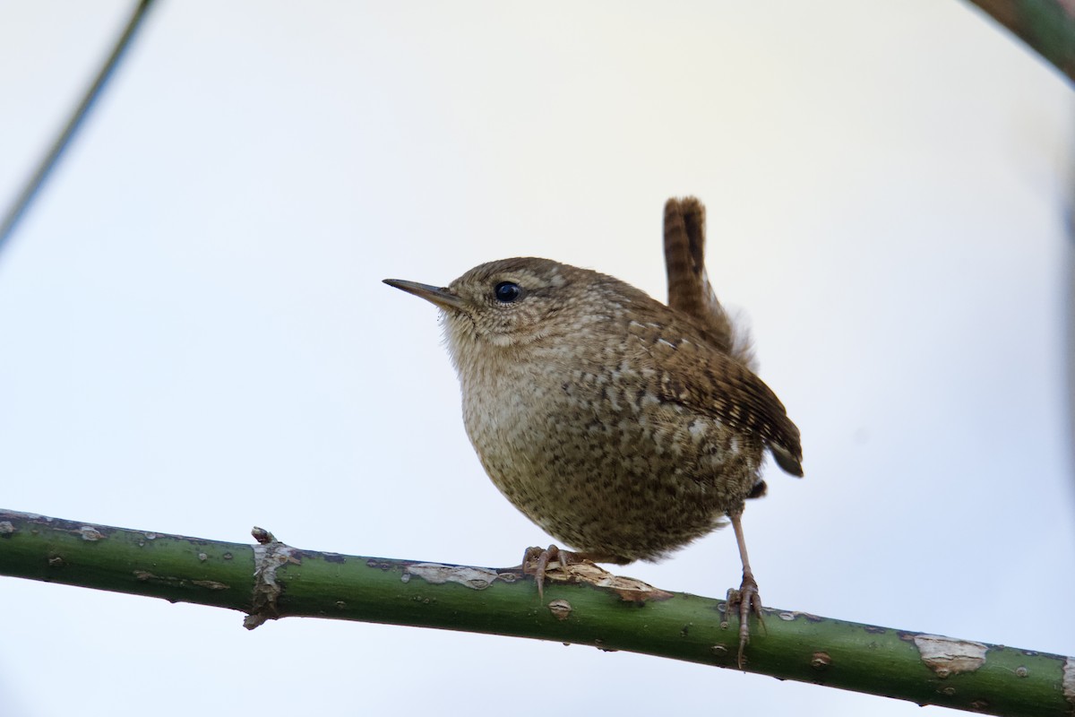 Winter Wren - ML644942383