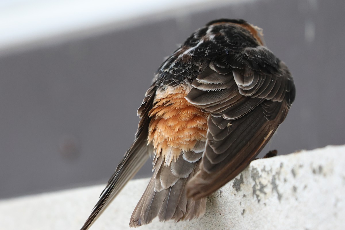 Cave Swallow - ML644942398