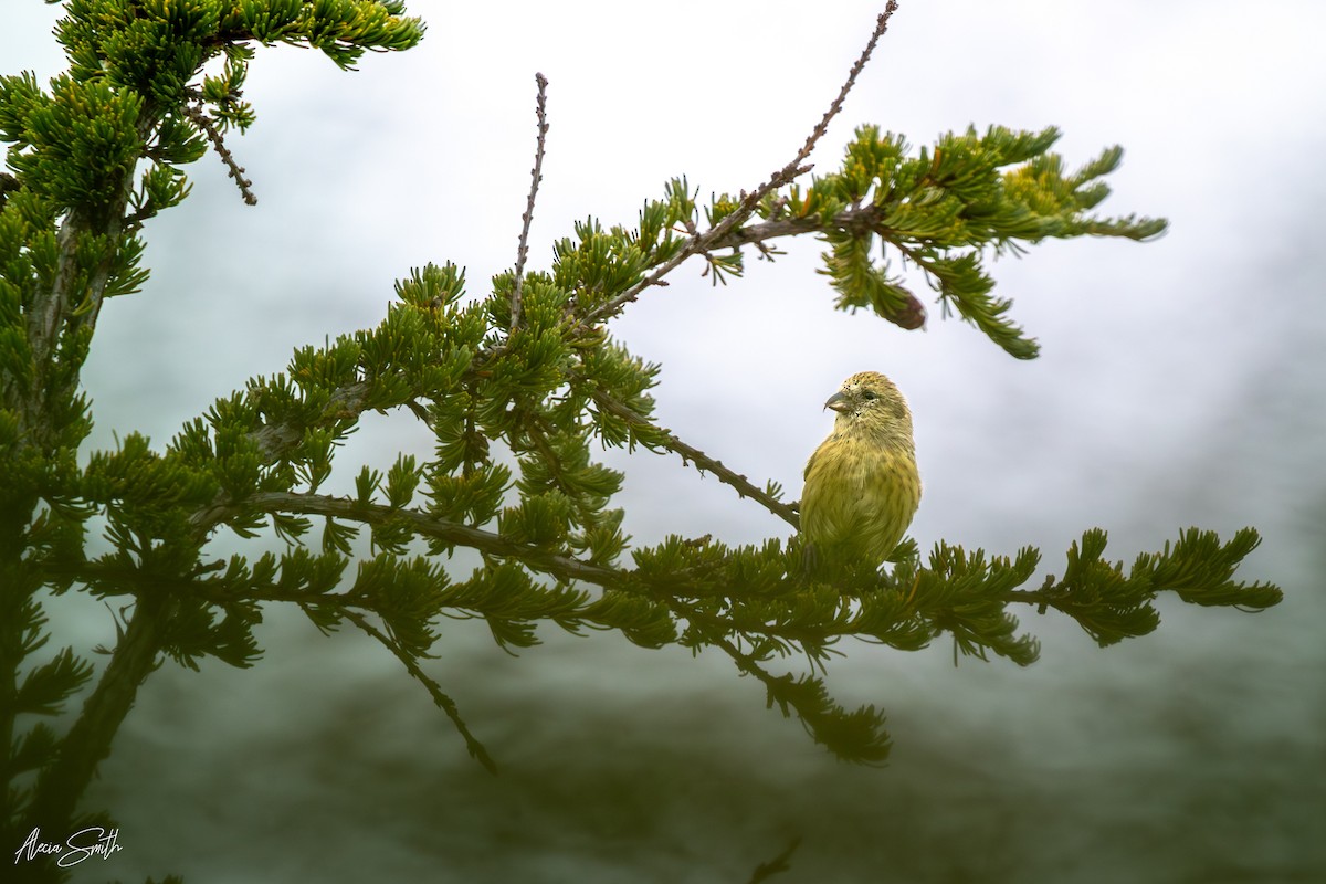 křivka bělokřídlá - ML644942415
