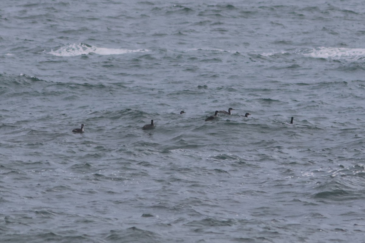 Red-necked Grebe - ML644942419