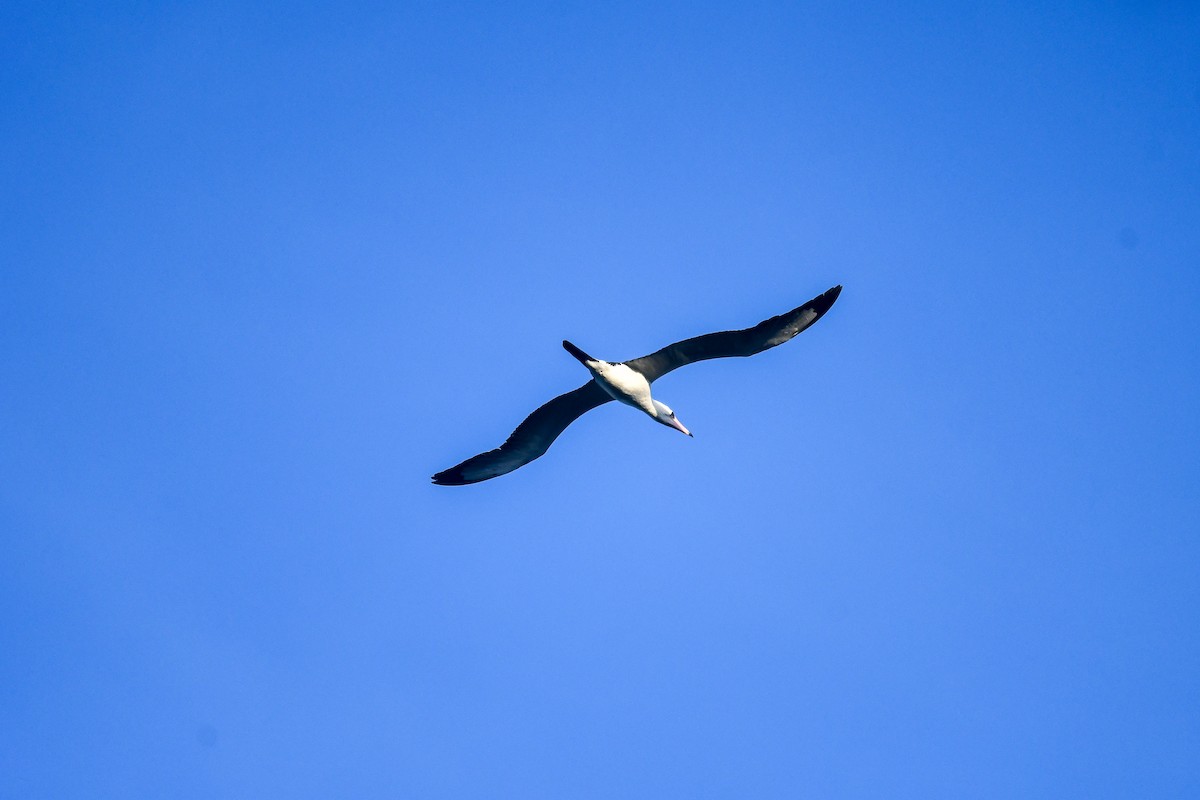 Abbotttölpel - ML644942439