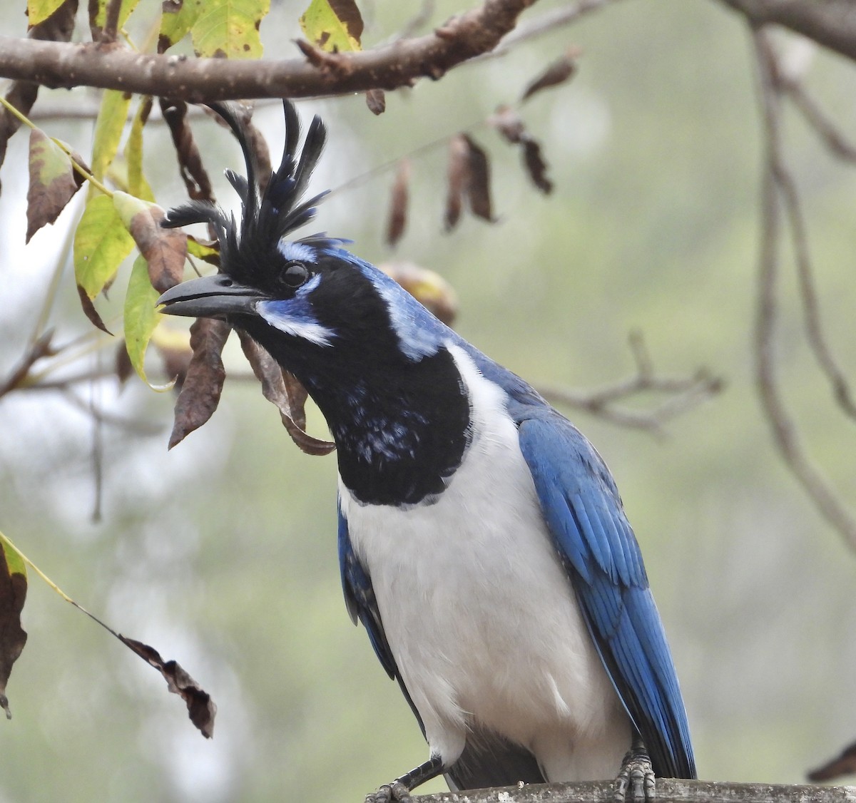 Urraca Hermosa Carinegra - ML644942466