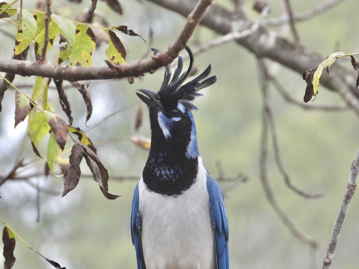 Urraca Hermosa Carinegra - ML644942470