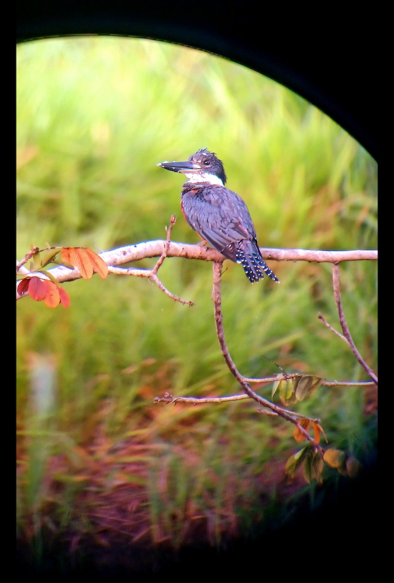 Ringed Kingfisher - ML644942487