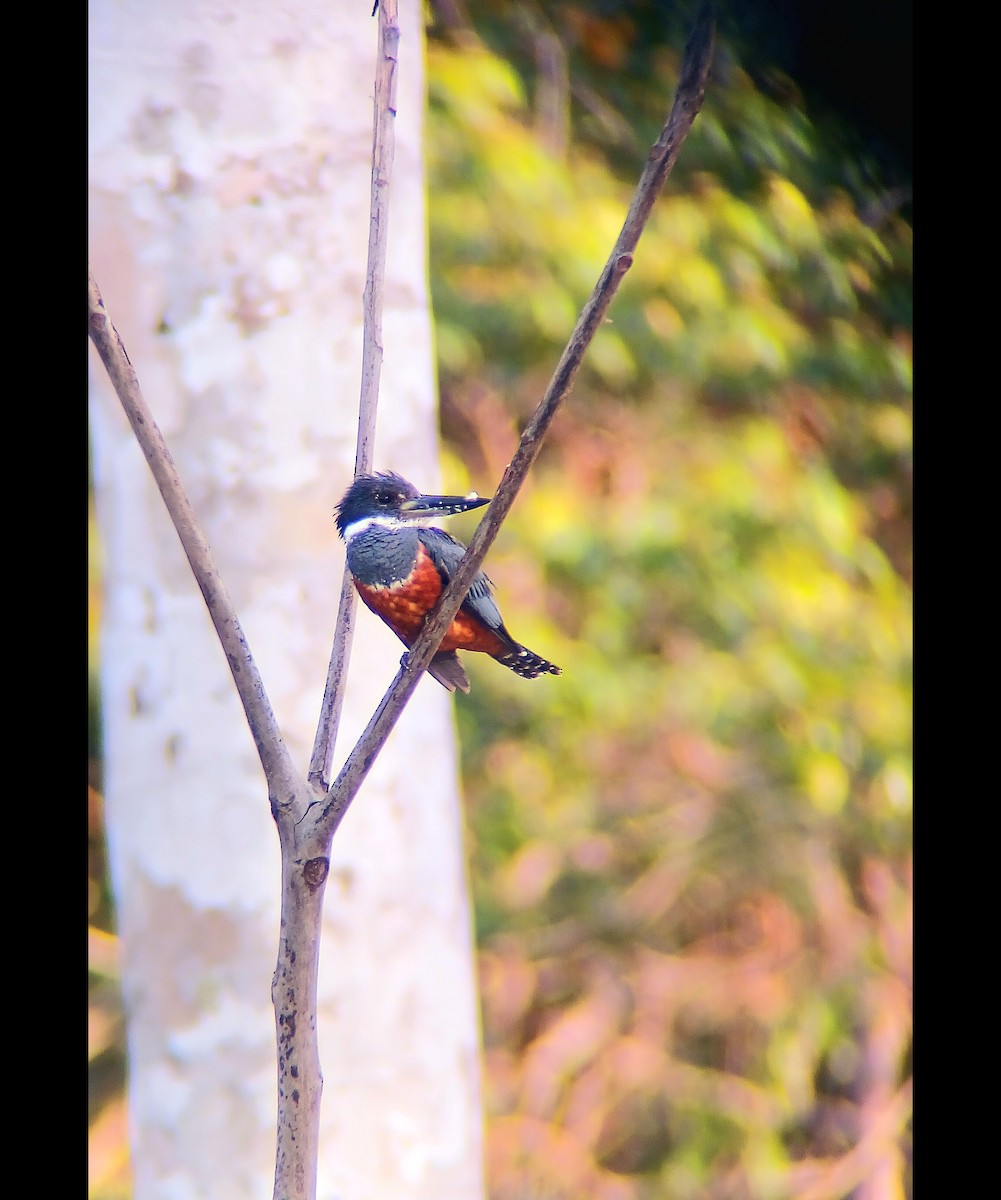 Ringed Kingfisher - ML644942488