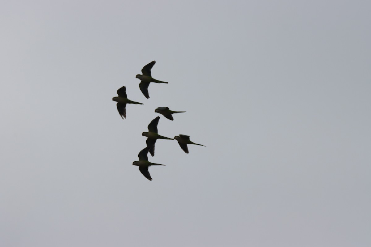 Monk Parakeet - ML644942489