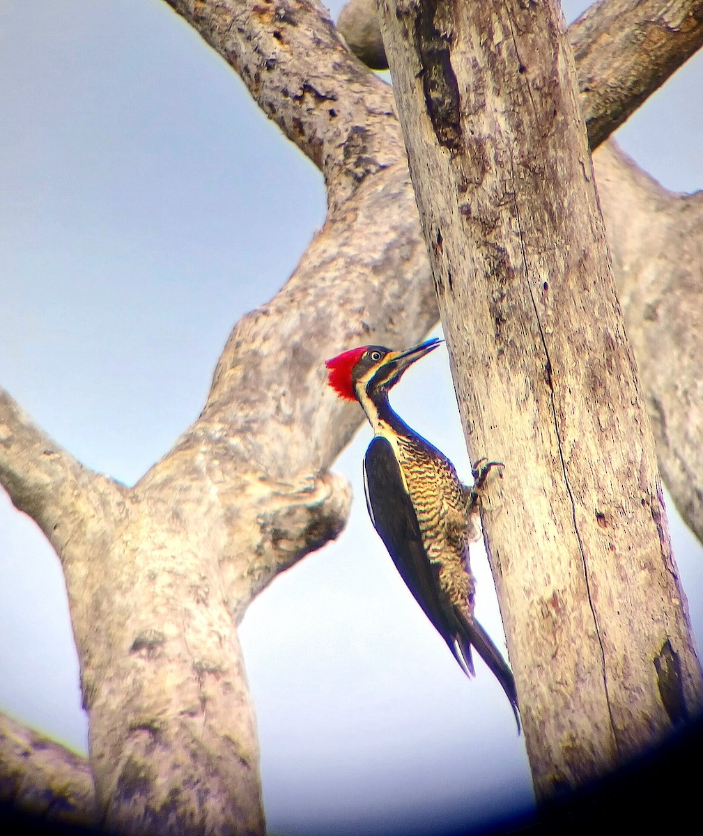 Lineated Woodpecker - ML644942519