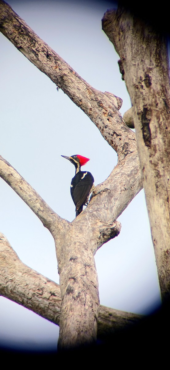 Lineated Woodpecker - ML644942520