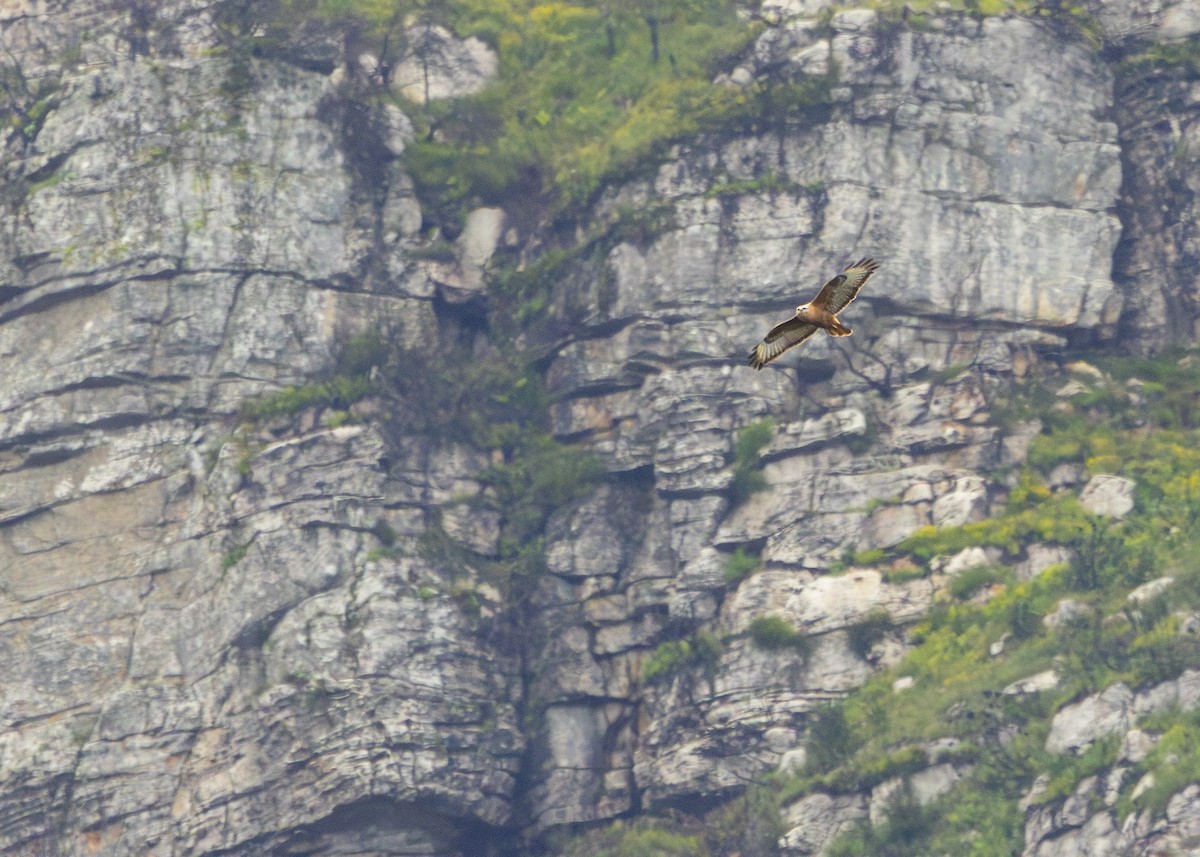 Common Buzzard (Steppe) - ML644942534
