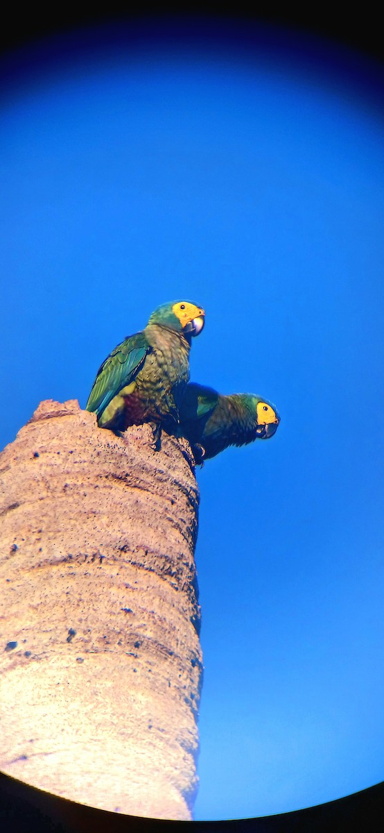 Red-bellied Macaw - ML644942535