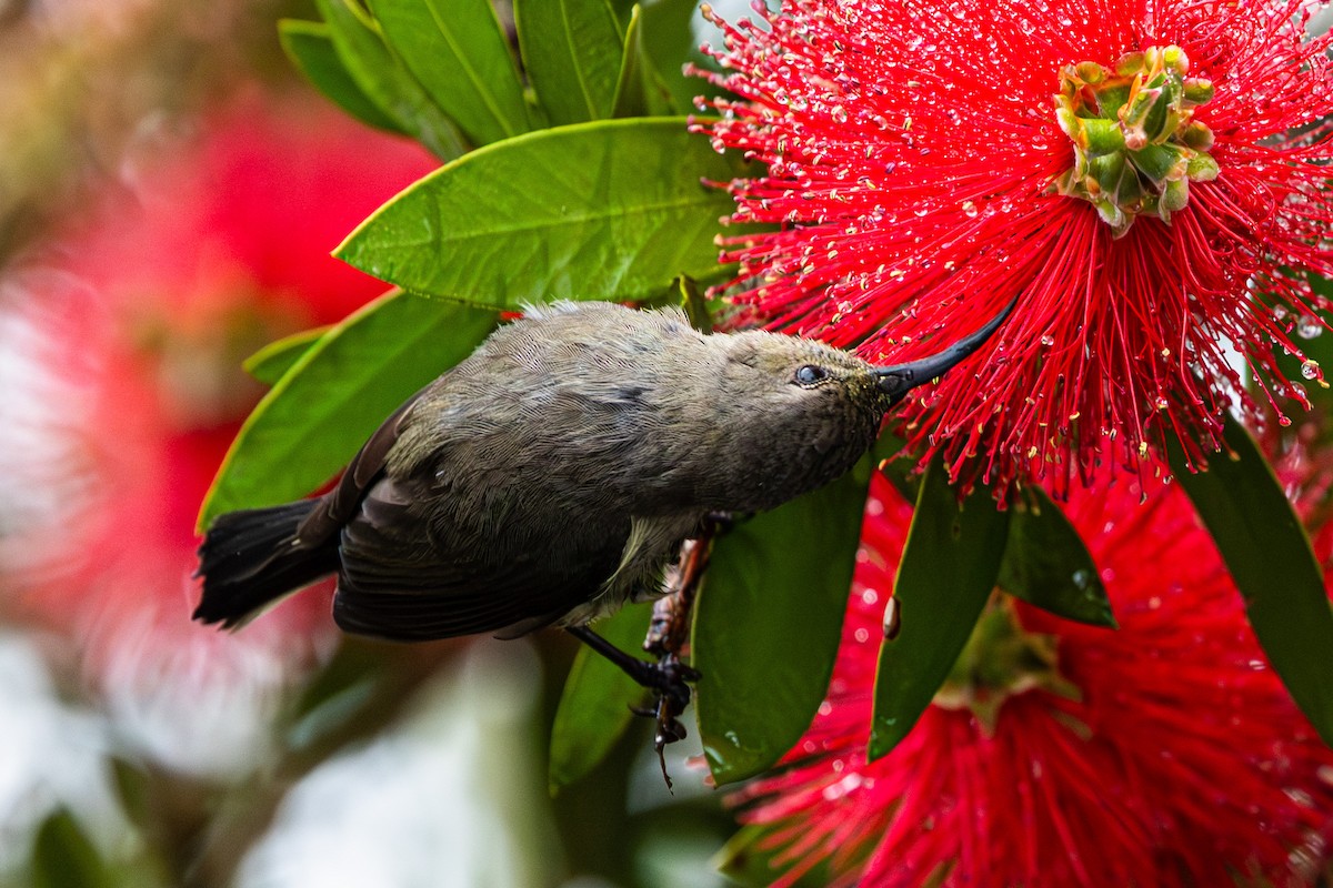 bredbeltesolfugl - ML644942538