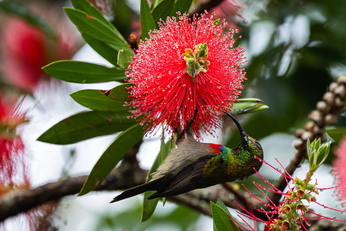 bredbeltesolfugl - ML644942539