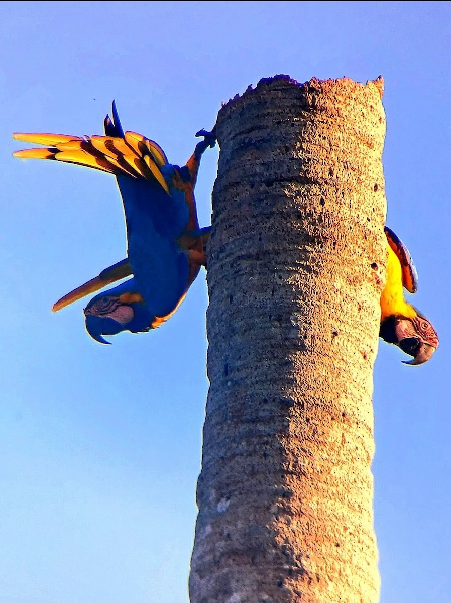 藍黃金剛鸚鵡 - ML644942554