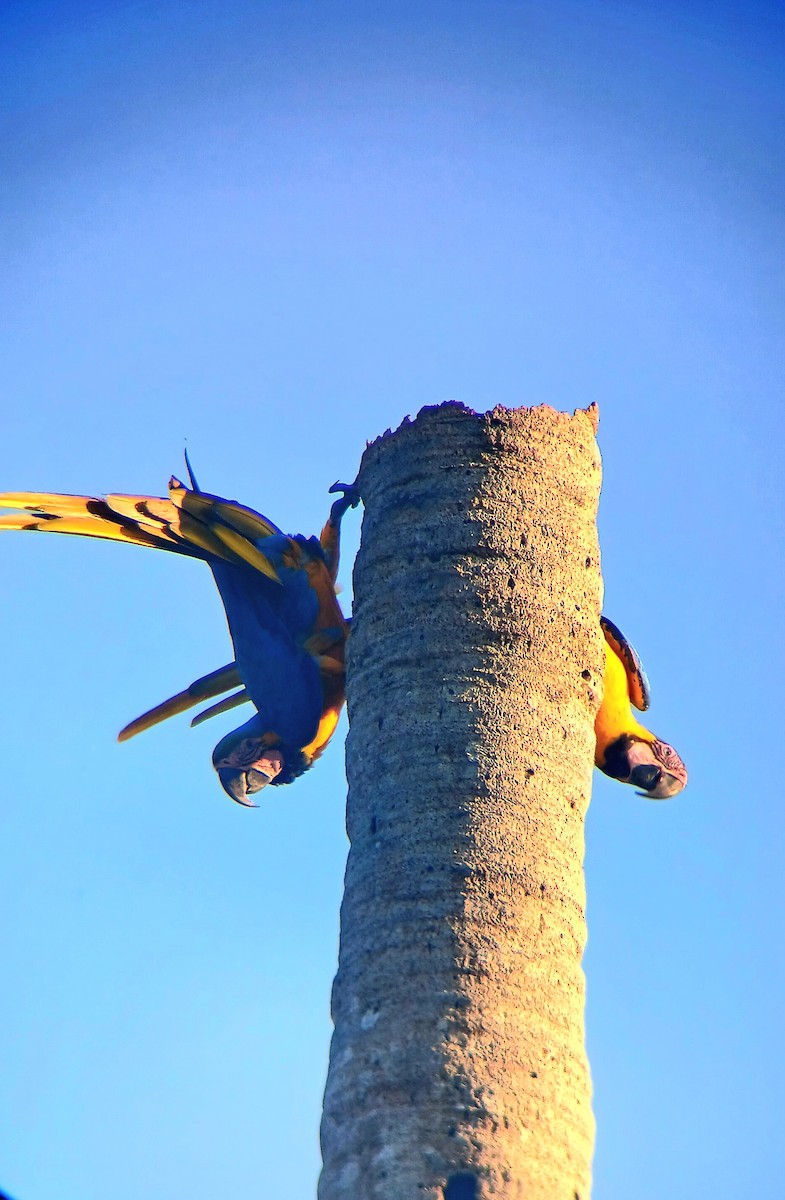 藍黃金剛鸚鵡 - ML644942555