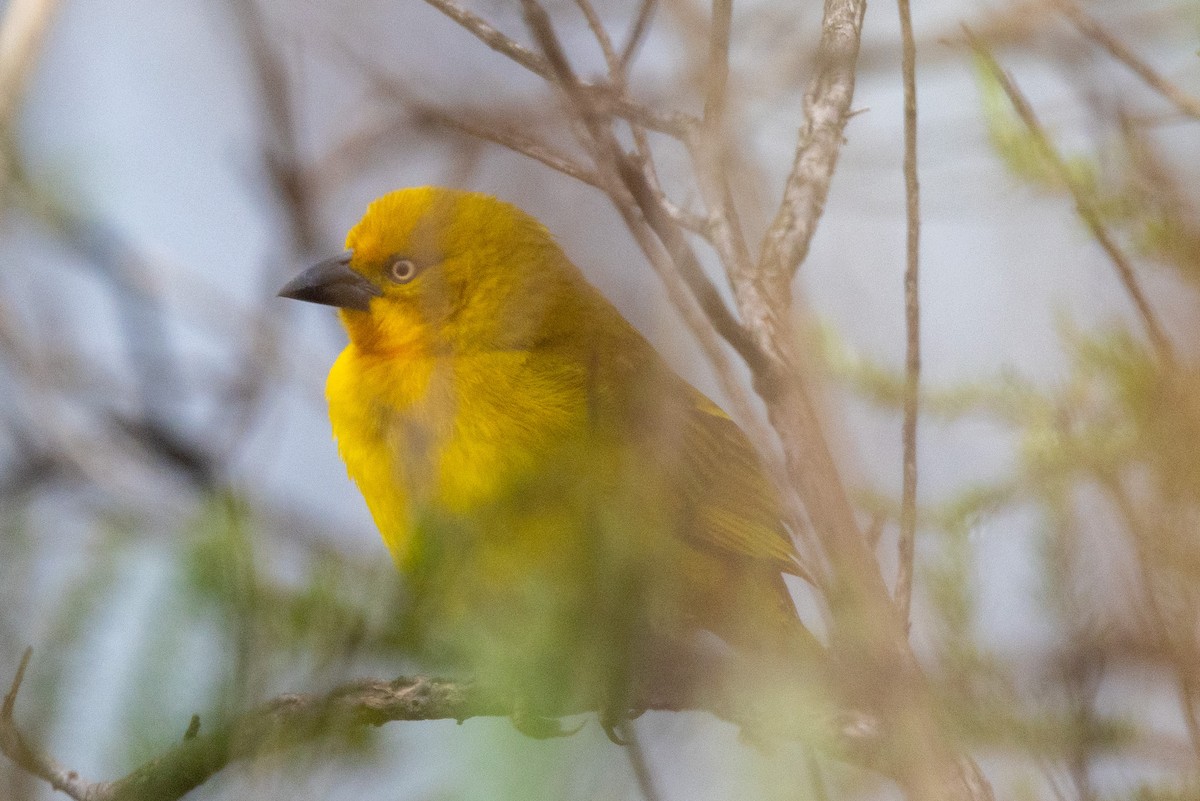 Holub's Golden-Weaver - ML644942561