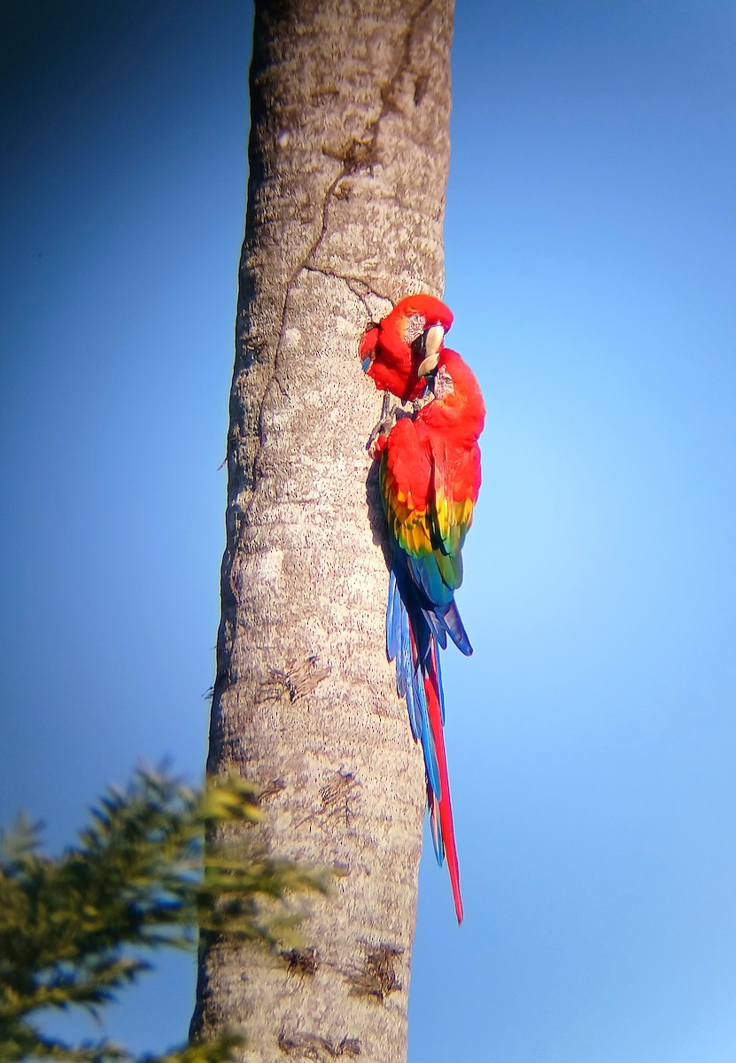 緋紅金剛鸚鵡 - ML644942566