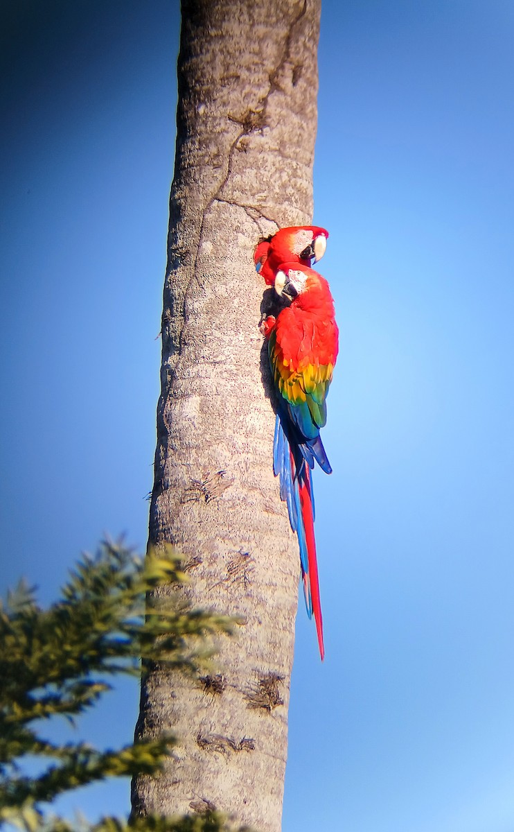 緋紅金剛鸚鵡 - ML644942567