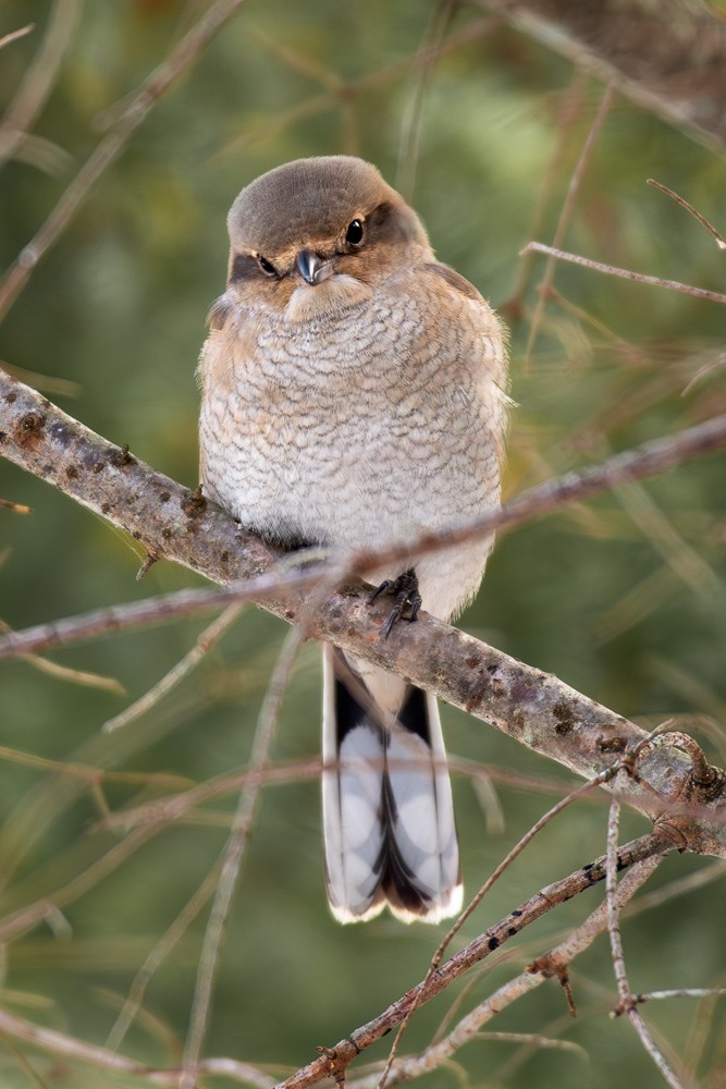 Northern Shrike - ML644942572
