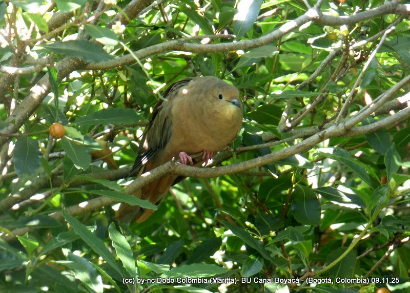 Eared Dove - ML644942598