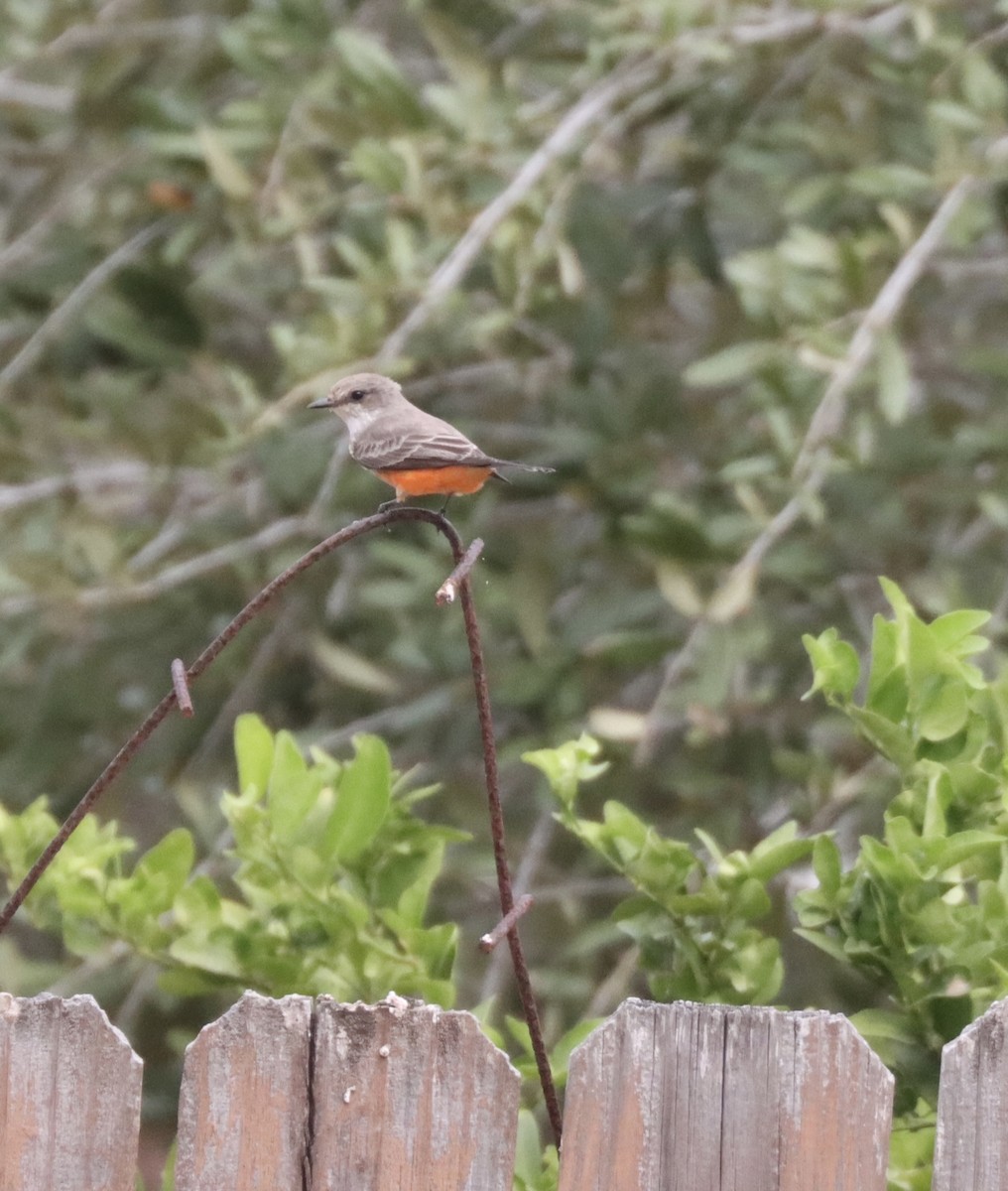 Vermilion Flycatcher - ML644942608