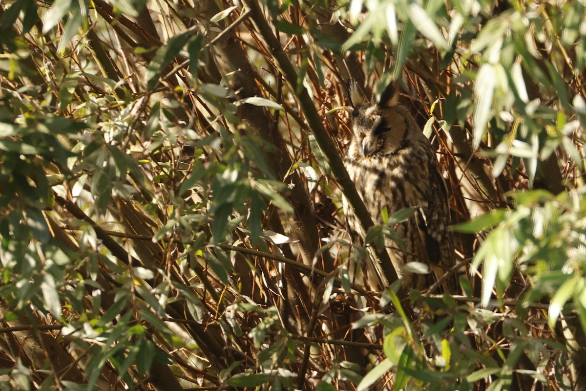 長耳鴞 - ML644942610