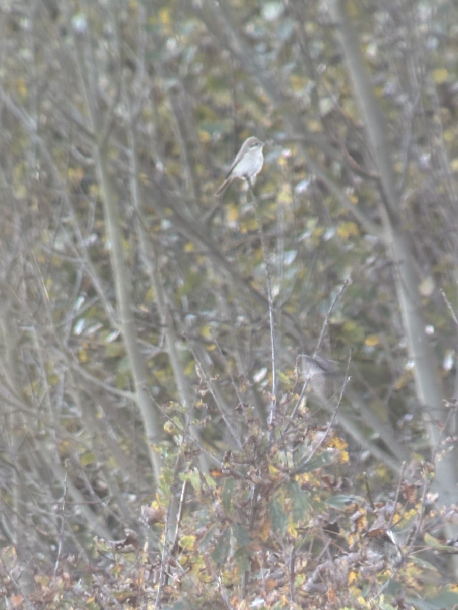 Türkistan/Moğolistan Örümcekkuşu - ML644942611