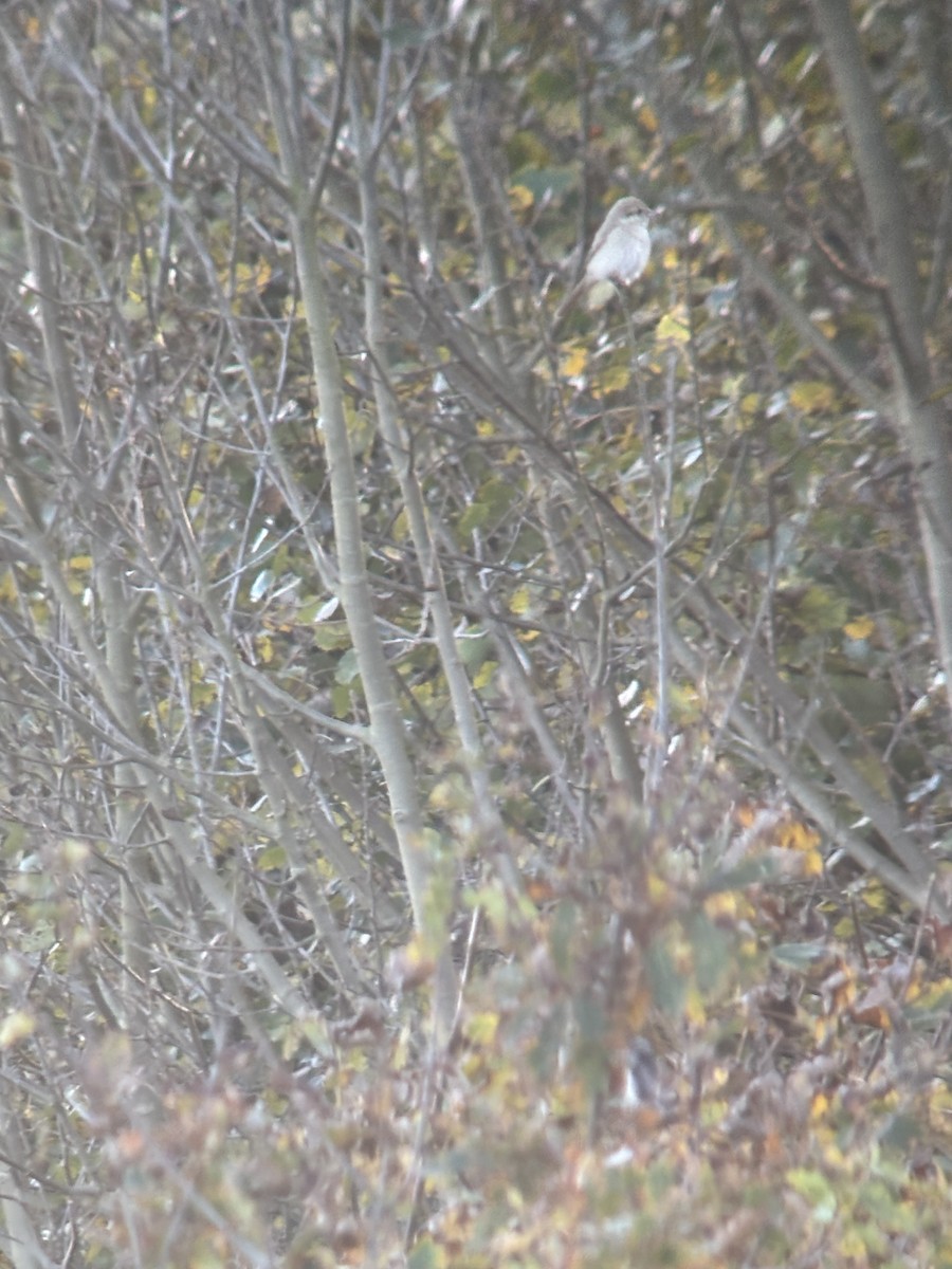 Türkistan/Moğolistan Örümcekkuşu - ML644942612