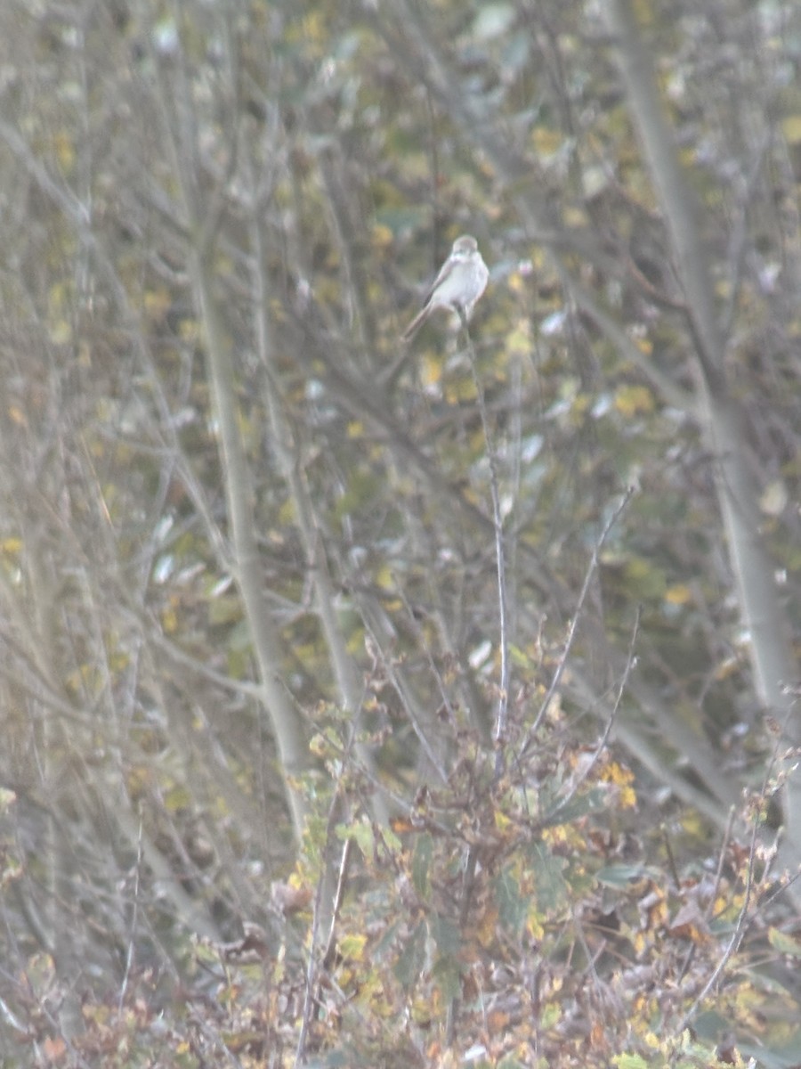 Türkistan/Moğolistan Örümcekkuşu - ML644942613