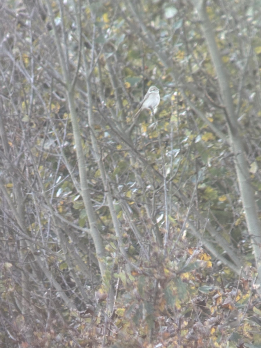 Türkistan/Moğolistan Örümcekkuşu - ML644942614