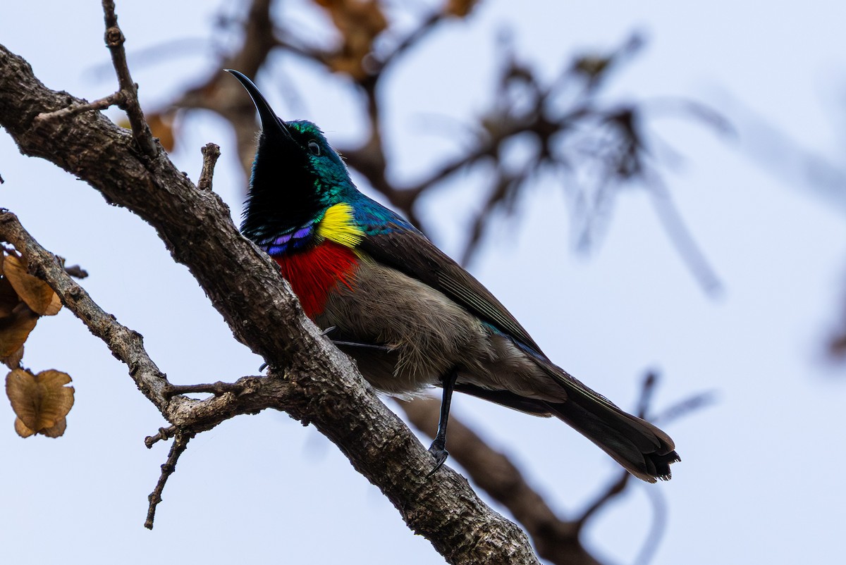 bredbeltesolfugl - ML644942620