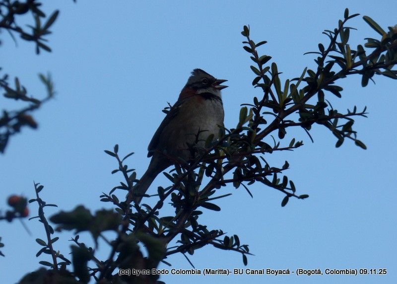 Rufous-collared Sparrow - ML644942621