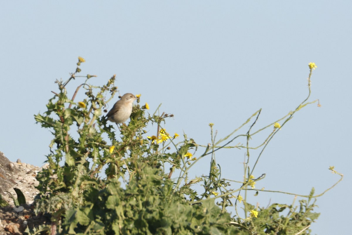Eastern Subalpine Warbler - ML644942626