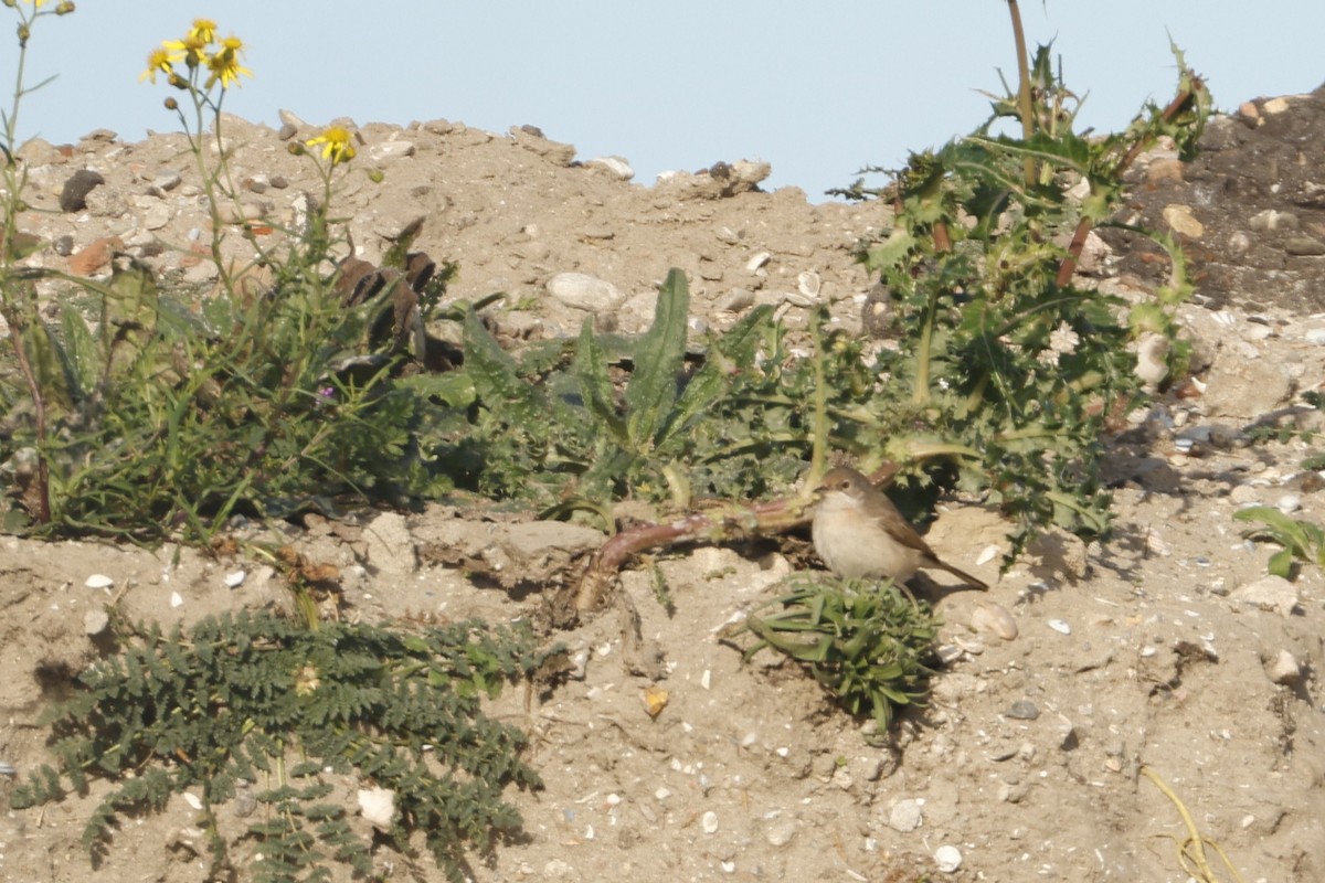 Eastern Subalpine Warbler - ML644942627