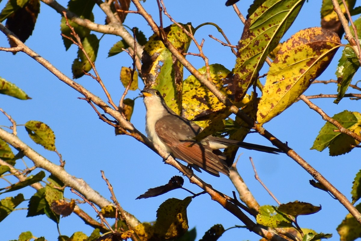 Желтоклювая пиайя - ML644942631