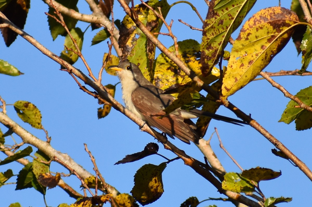 Желтоклювая пиайя - ML644942632