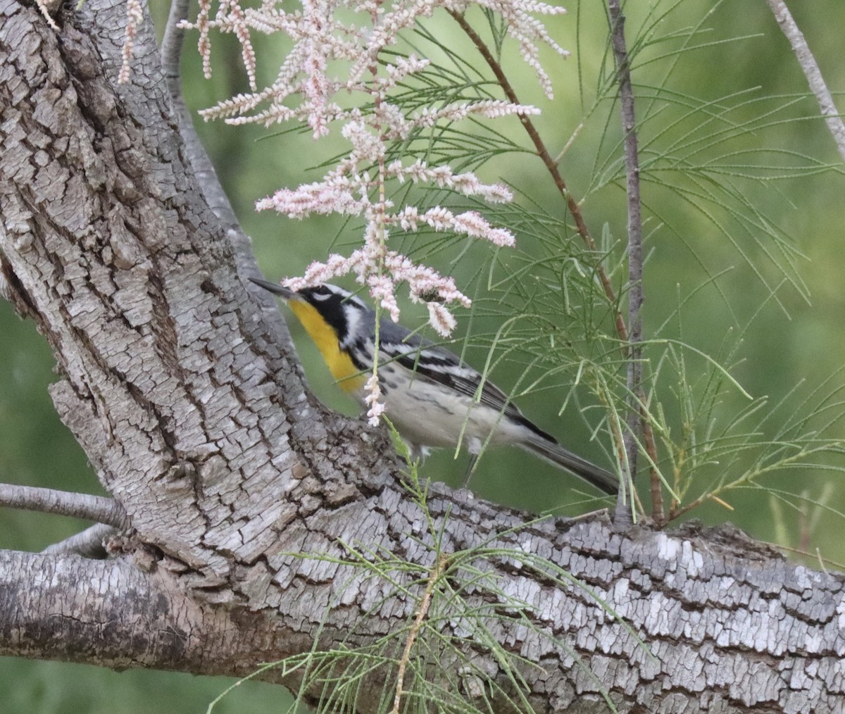 Yellow-throated Warbler - ML644942633