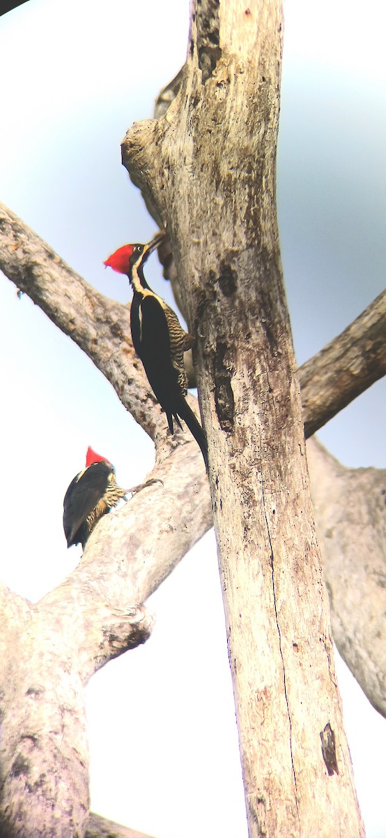 Lineated Woodpecker - ML644942634