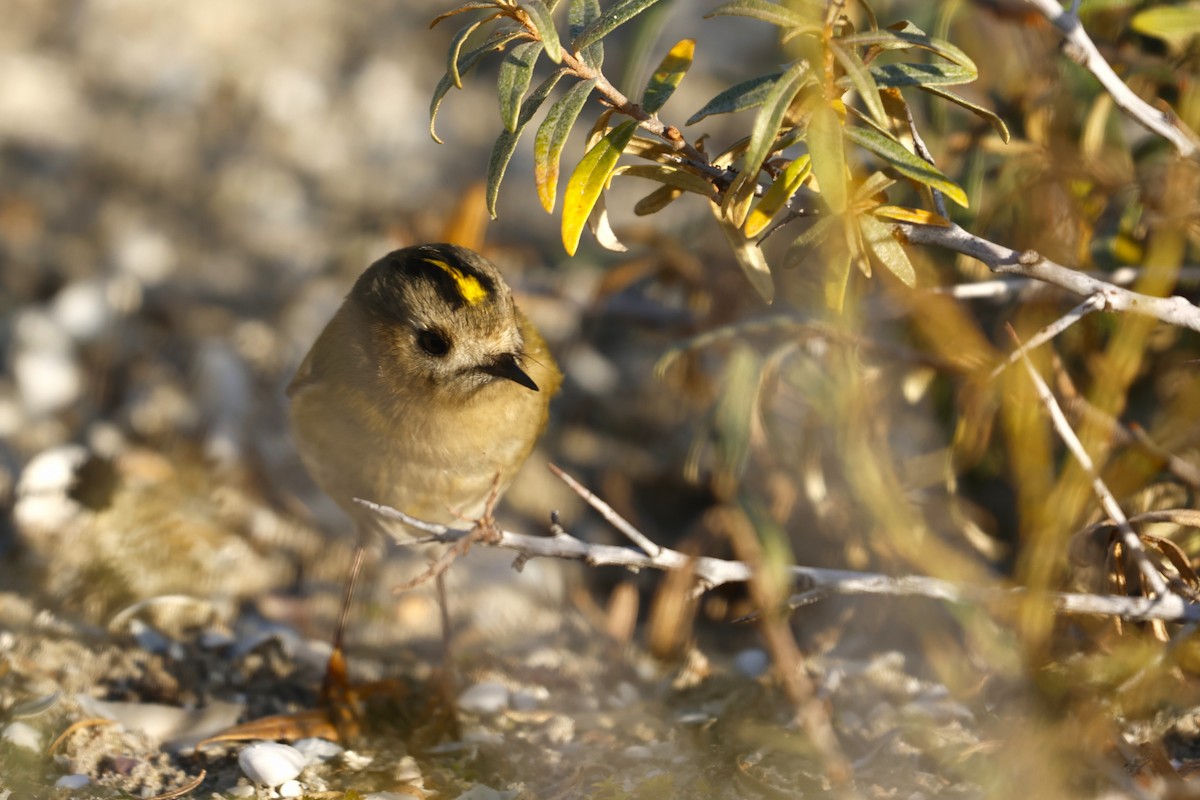 戴菊鳥 - ML644942635