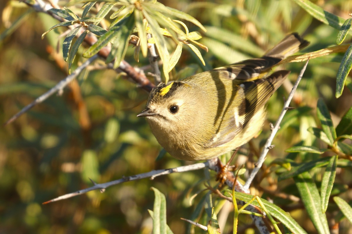 戴菊鳥 - ML644942636