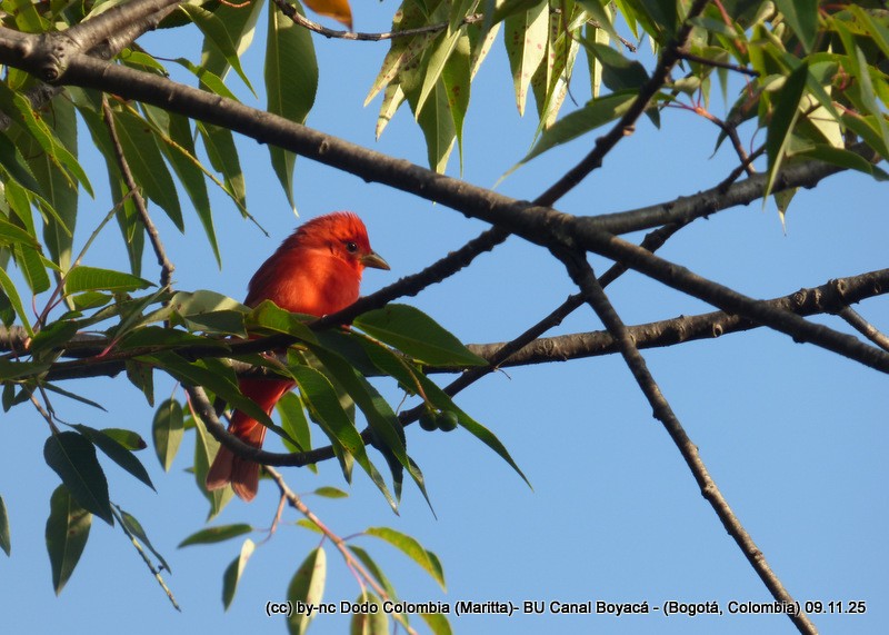 Summer Tanager - ML644942639
