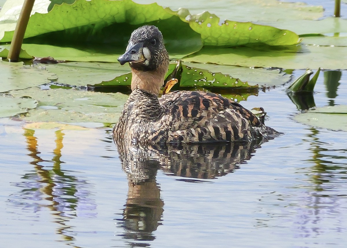 White-backed Duck - ML644942646