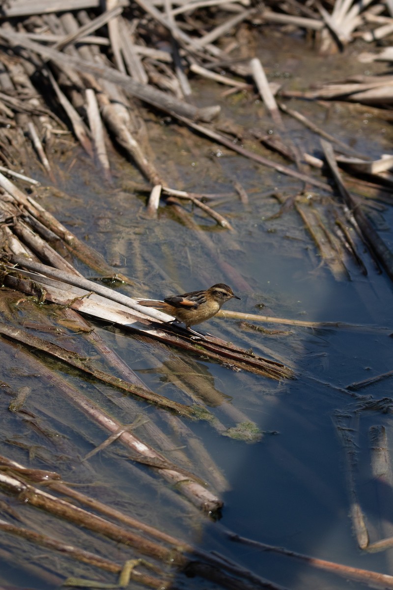 Wren-like Rushbird - ML644942647